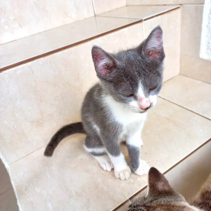Gato ra a SRD-ViraLata idade 2 a 6 meses nome Mochi bb2meses