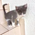 Mochi bb2meses