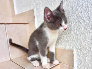 Gato raça SRD-ViraLata idade 2 a 6 meses nome Mochi bb2meses