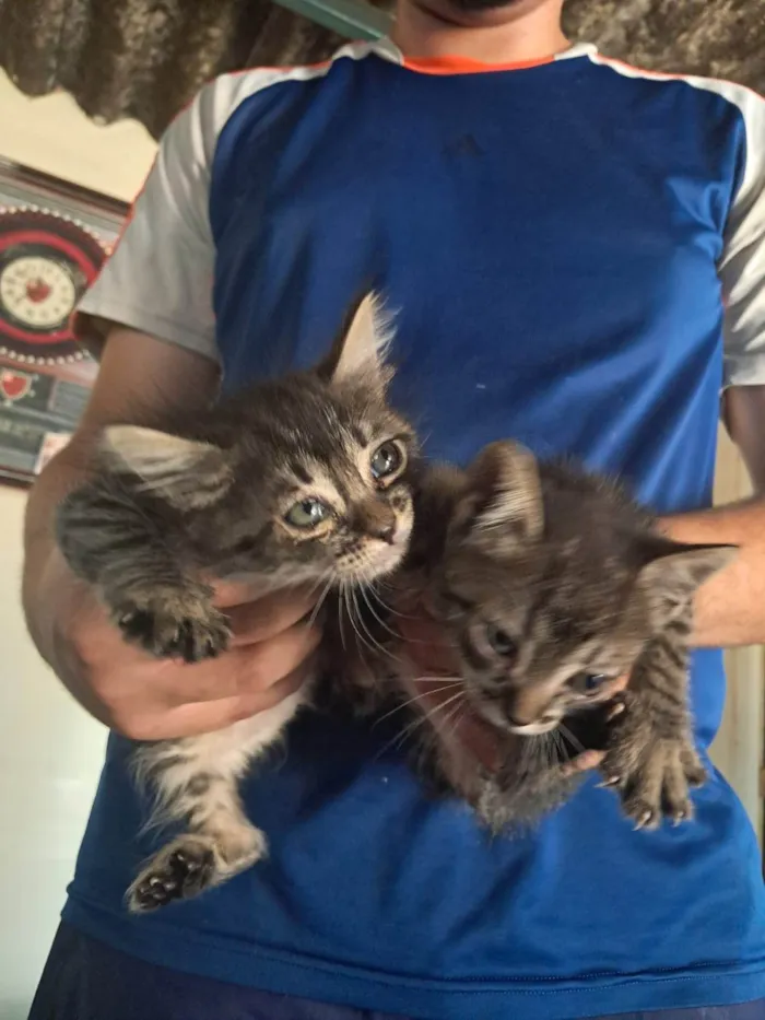 Gato ra a SRD-ViraLata idade Abaixo de 2 meses nome Eles nao tem nome