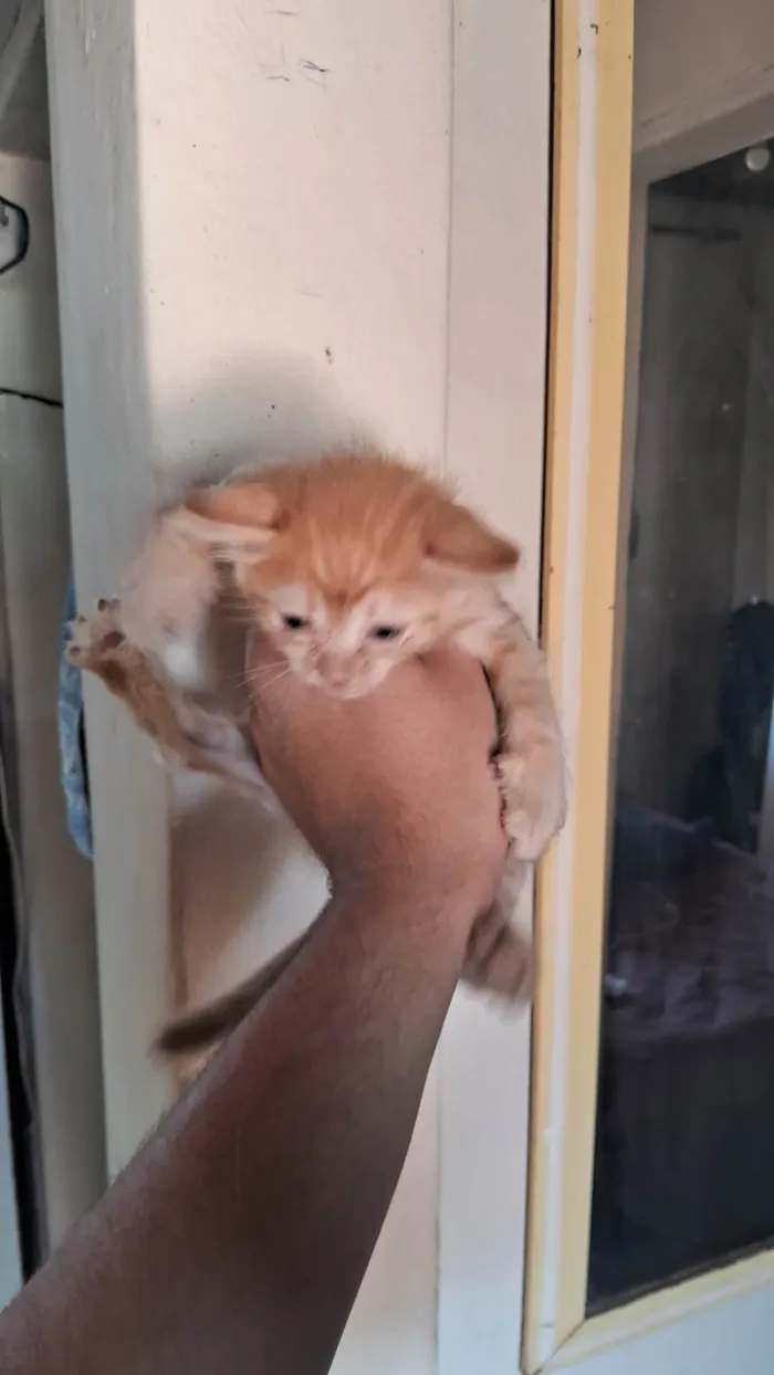 Gato ra a SRD-ViraLata idade Abaixo de 2 meses nome Eles nao tem nome