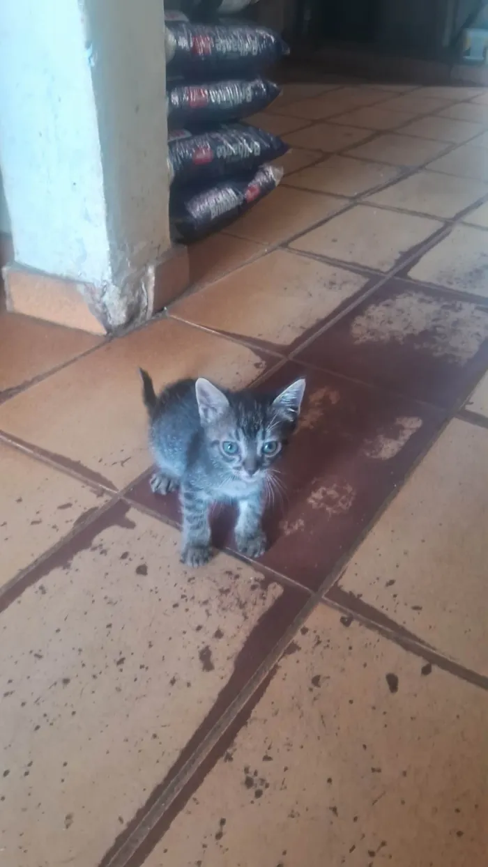 Gato ra a SRD-ViraLata idade Abaixo de 2 meses nome Eles nao tem nome