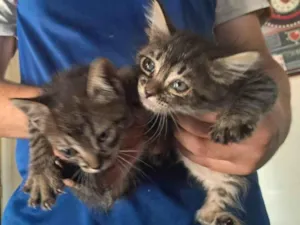 Gato raça SRD-ViraLata idade Abaixo de 2 meses nome Eles nao tem nome