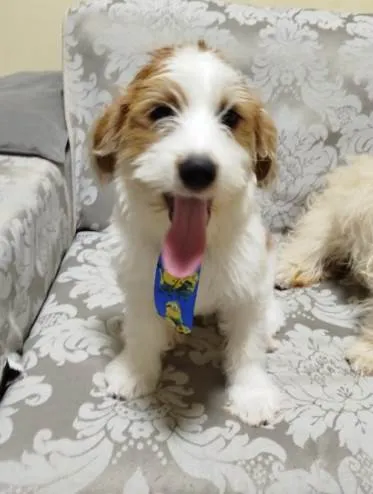 Cachorro ra a SRD-ViraLata idade 2 a 6 meses nome Atende por Billy