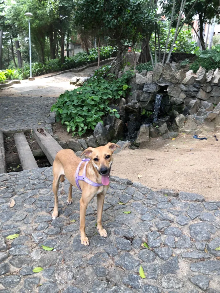Cachorro ra a SRD-ViraLata idade 2 anos nome Flora