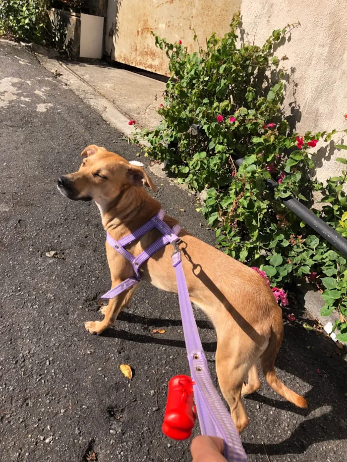 Cachorro ra a SRD-ViraLata idade 2 anos nome Flora