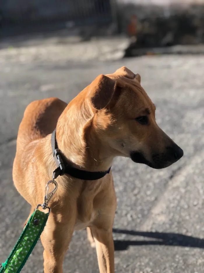 Cachorro ra a SRD-ViraLata idade 2 anos nome Flora