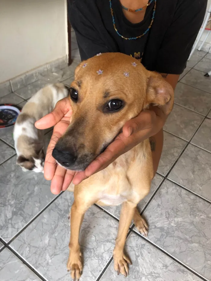 Cachorro ra a SRD-ViraLata idade 2 anos nome Flora