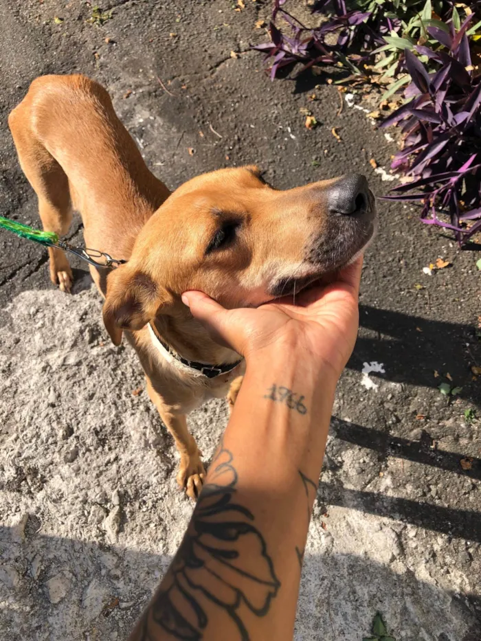 Cachorro ra a SRD-ViraLata idade 2 anos nome Flora
