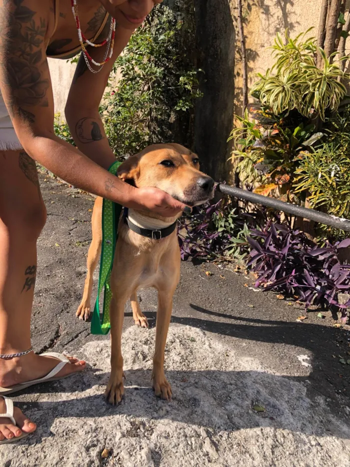 Cachorro ra a SRD-ViraLata idade 2 anos nome Flora