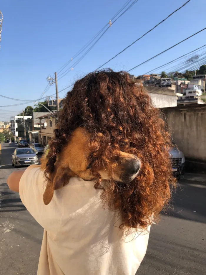 Cachorro ra a SRD-ViraLata idade 2 anos nome Flora