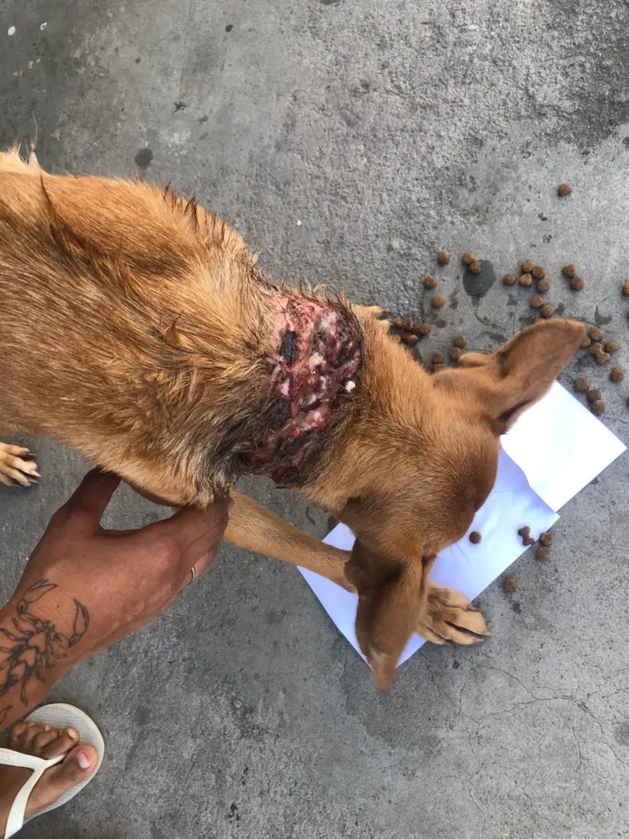 Cachorro ra a SRD-ViraLata idade 2 anos nome Flora