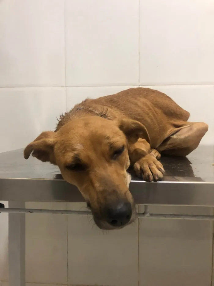 Cachorro ra a SRD-ViraLata idade 2 anos nome Flora