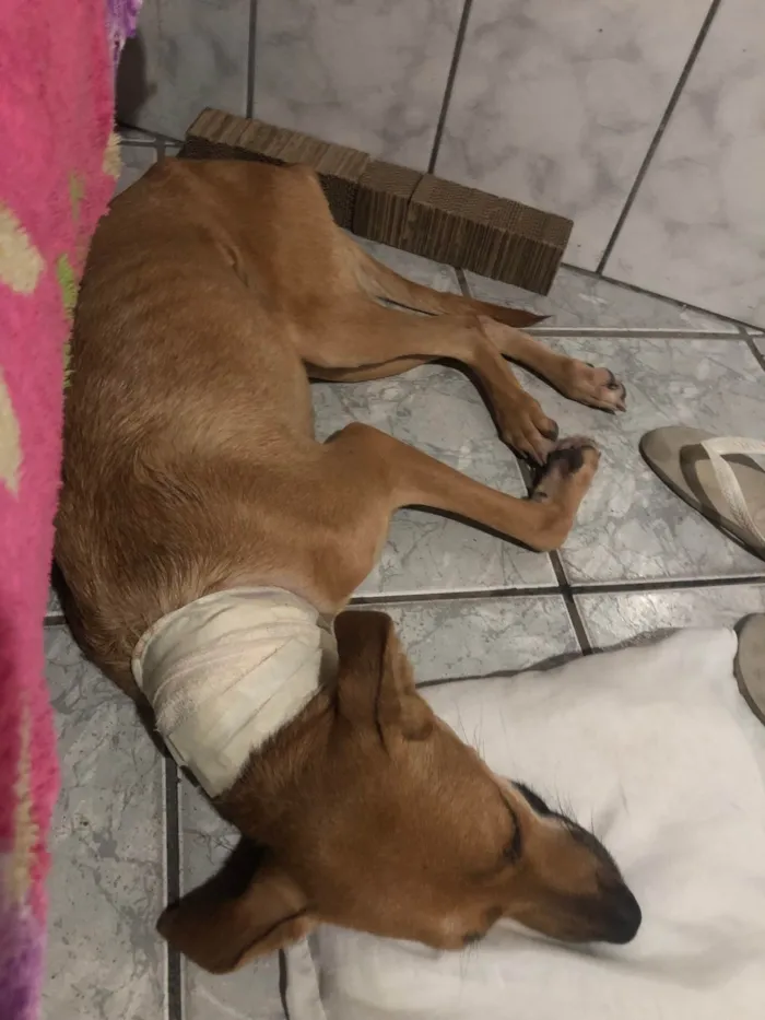 Cachorro ra a SRD-ViraLata idade 2 anos nome Flora