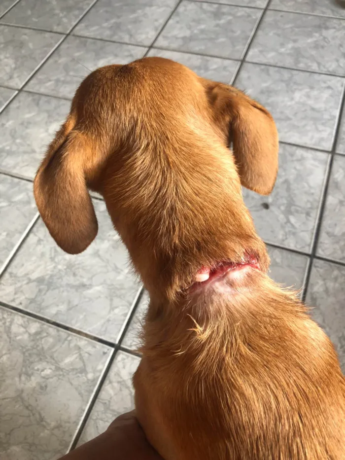Cachorro ra a SRD-ViraLata idade 2 anos nome Flora