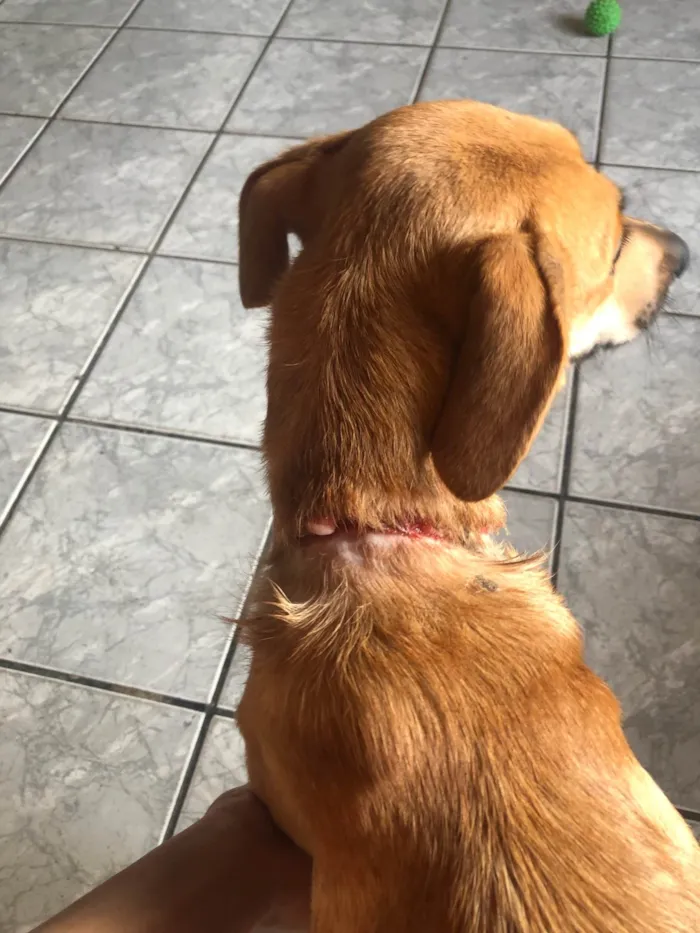 Cachorro ra a SRD-ViraLata idade 2 anos nome Flora