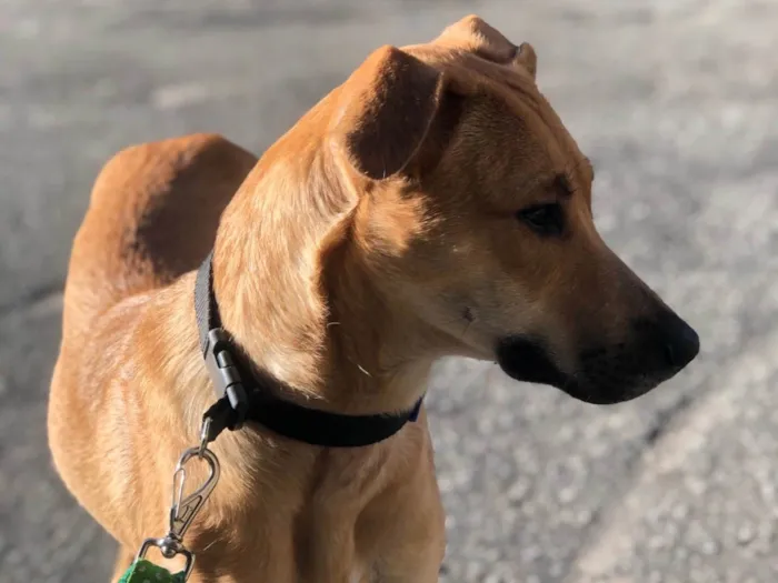 Cachorro ra a SRD-ViraLata idade 2 anos nome Flora