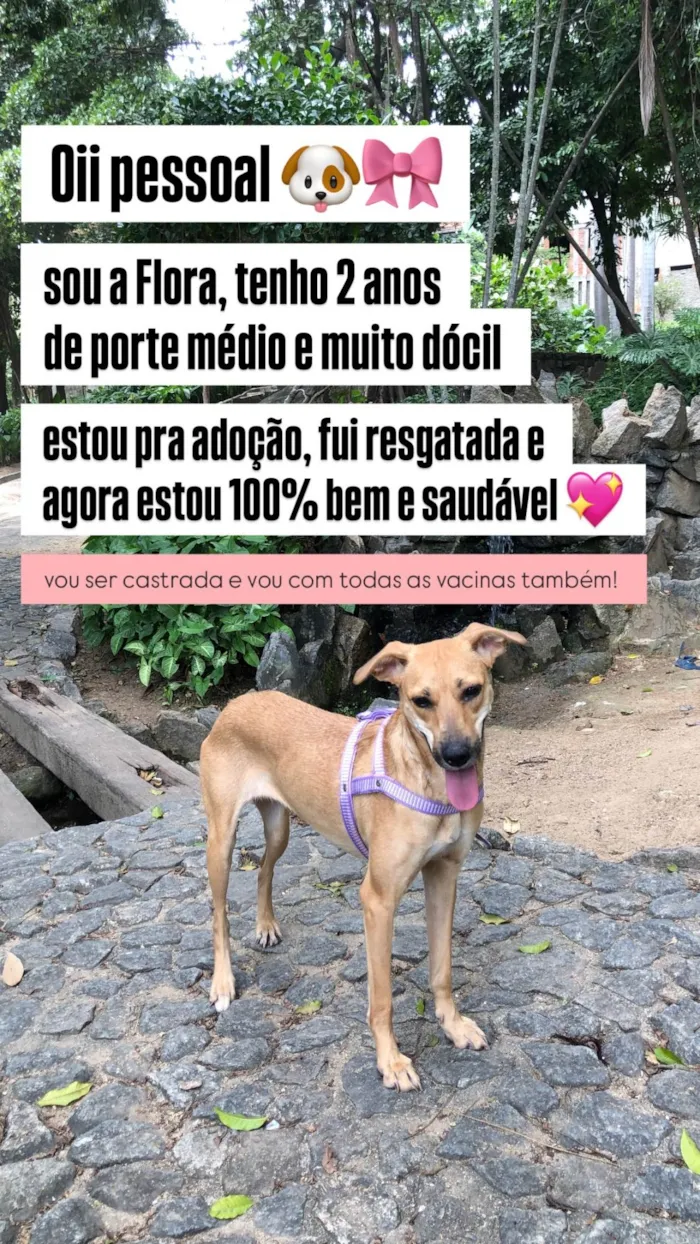 Cachorro ra a SRD-ViraLata idade 2 anos nome Flora