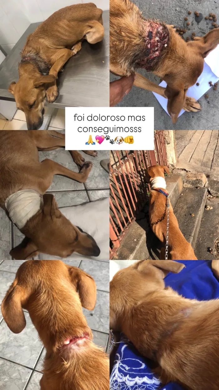 Cachorro ra a SRD-ViraLata idade 2 anos nome Flora