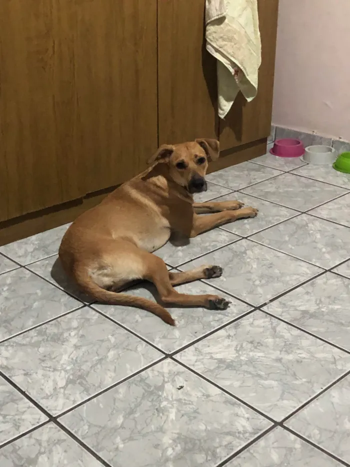 Cachorro ra a SRD-ViraLata idade 2 anos nome Flora