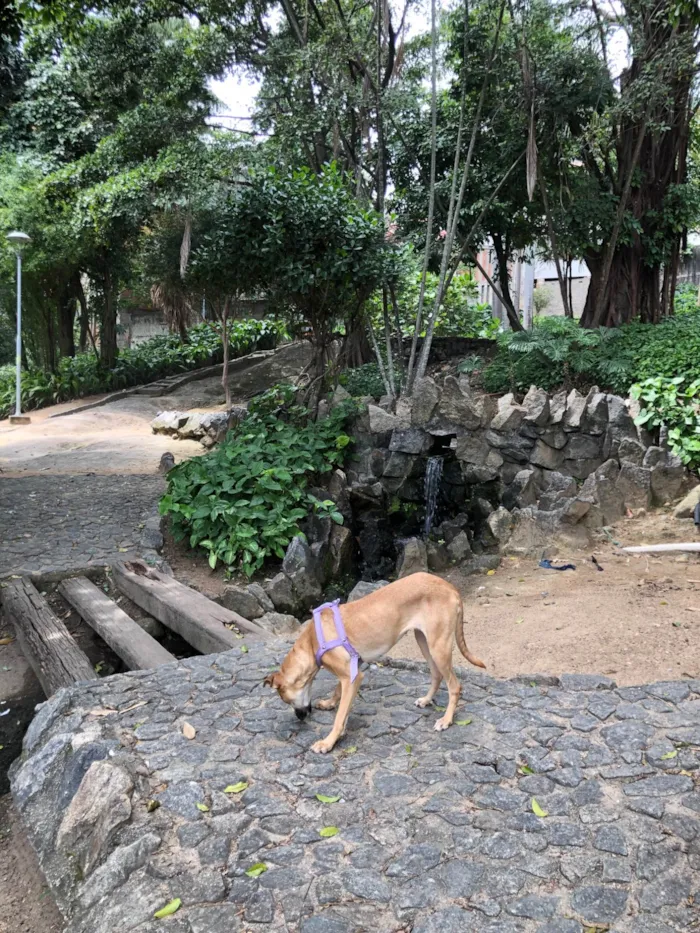 Cachorro ra a SRD-ViraLata idade 2 anos nome Flora