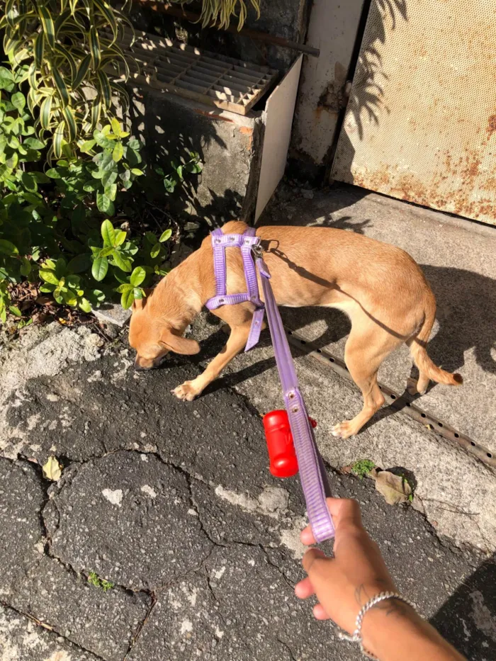 Cachorro ra a SRD-ViraLata idade 2 anos nome Flora
