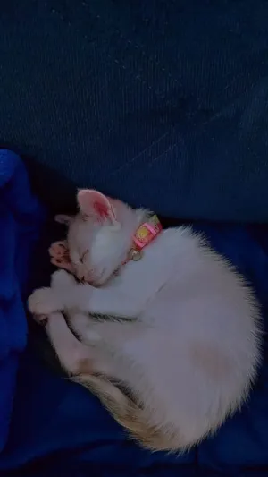 Gato raça SRD-ViraLata idade Abaixo de 2 meses nome Nina 