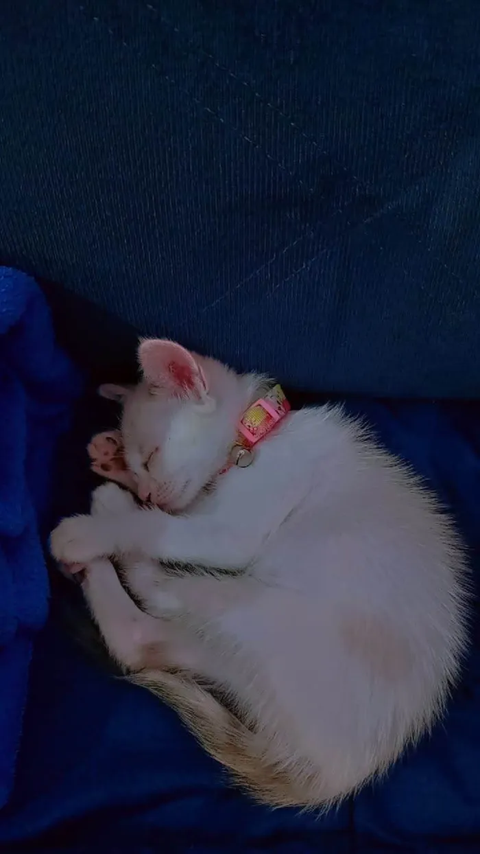 Gato ra a SRD-ViraLata idade Abaixo de 2 meses nome Nina