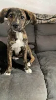 Ayla