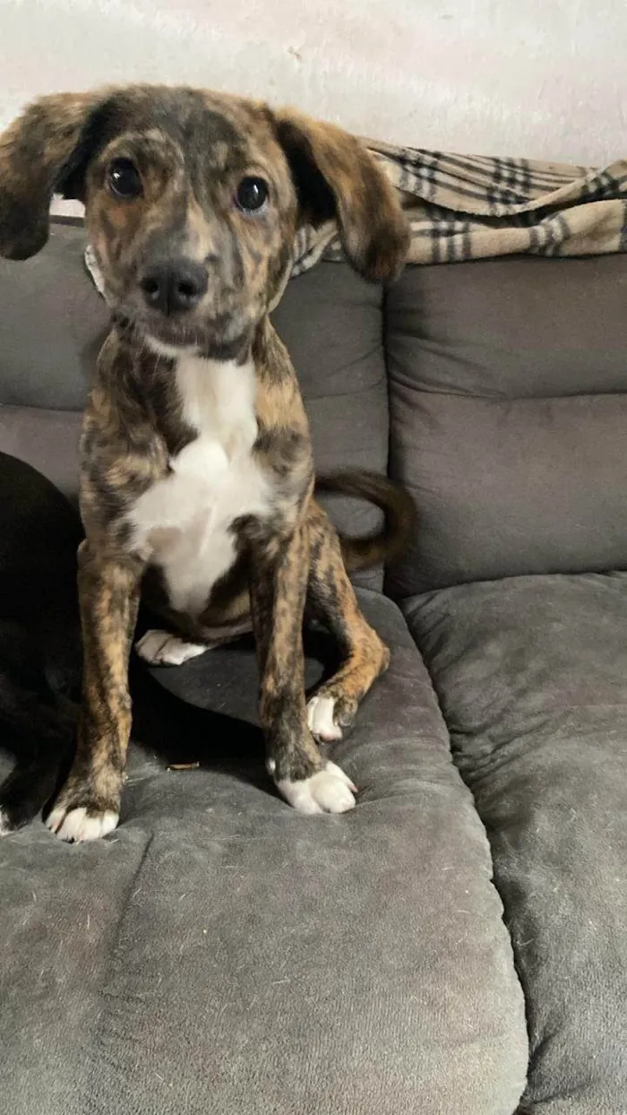 Cachorro ra a SRD-ViraLata idade 2 a 6 meses nome Ayla