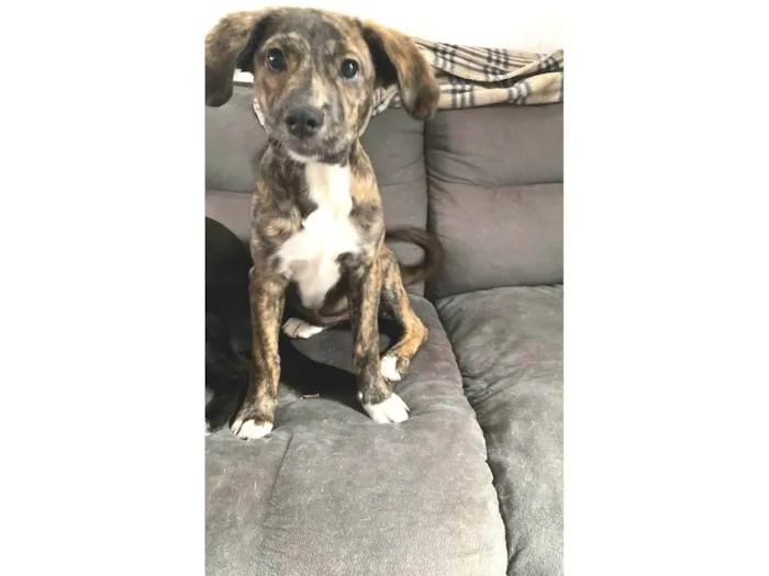 Cachorro ra a SRD-ViraLata idade 2 a 6 meses nome Ayla