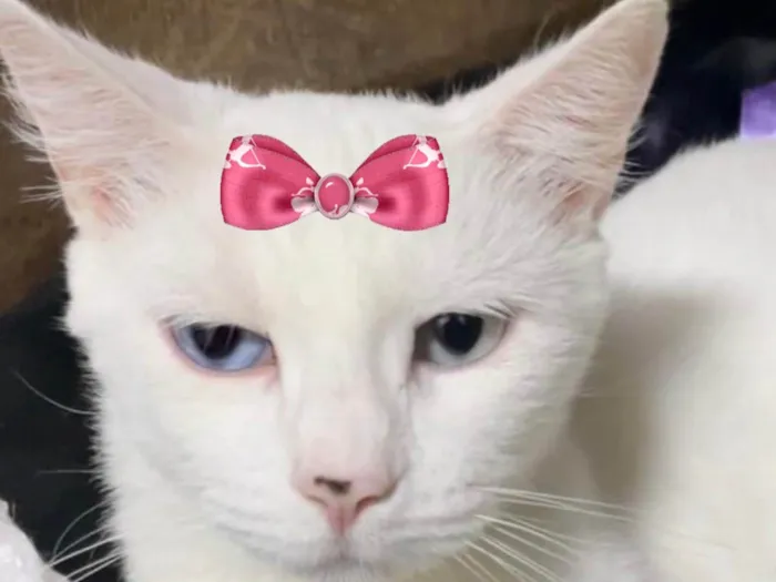 Gato ra a SRD-ViraLata idade 1 ano nome Cristal 