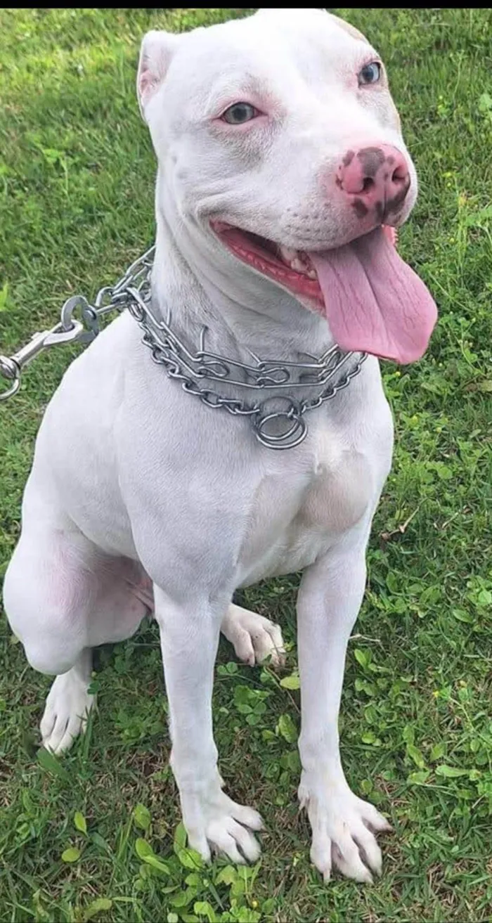 Cachorro ra a Pit-Bull idade 2 anos nome Jade