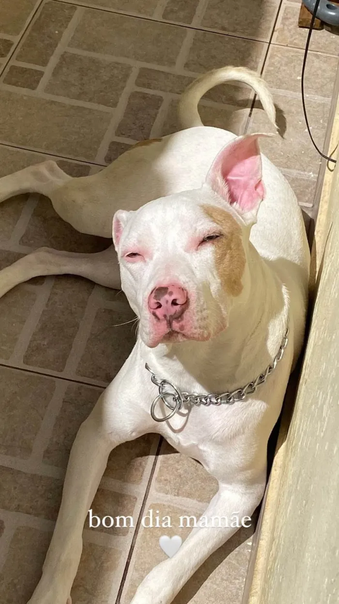 Cachorro ra a Pit-Bull idade 2 anos nome Jade