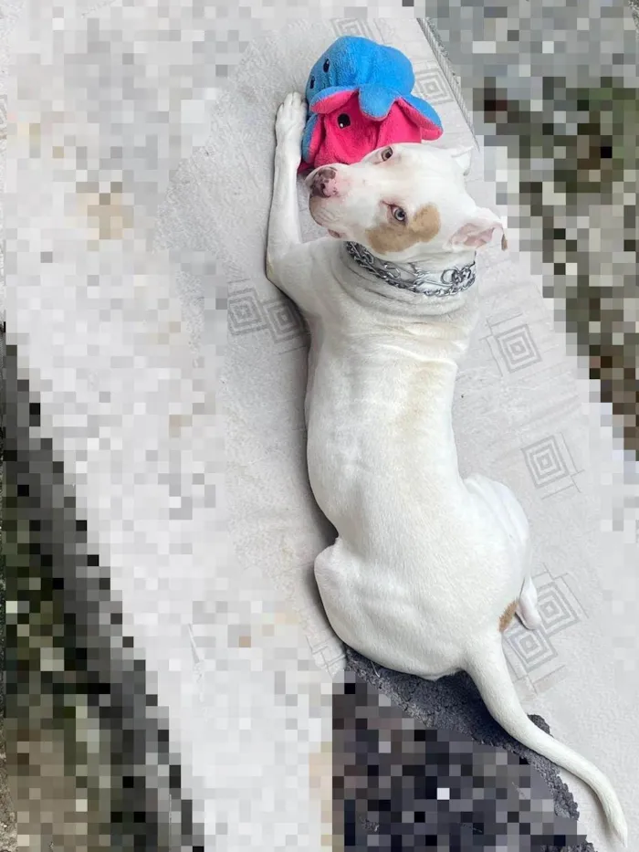 Cachorro ra a Pit-Bull idade 2 anos nome Jade