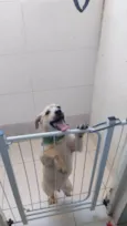 Scooby