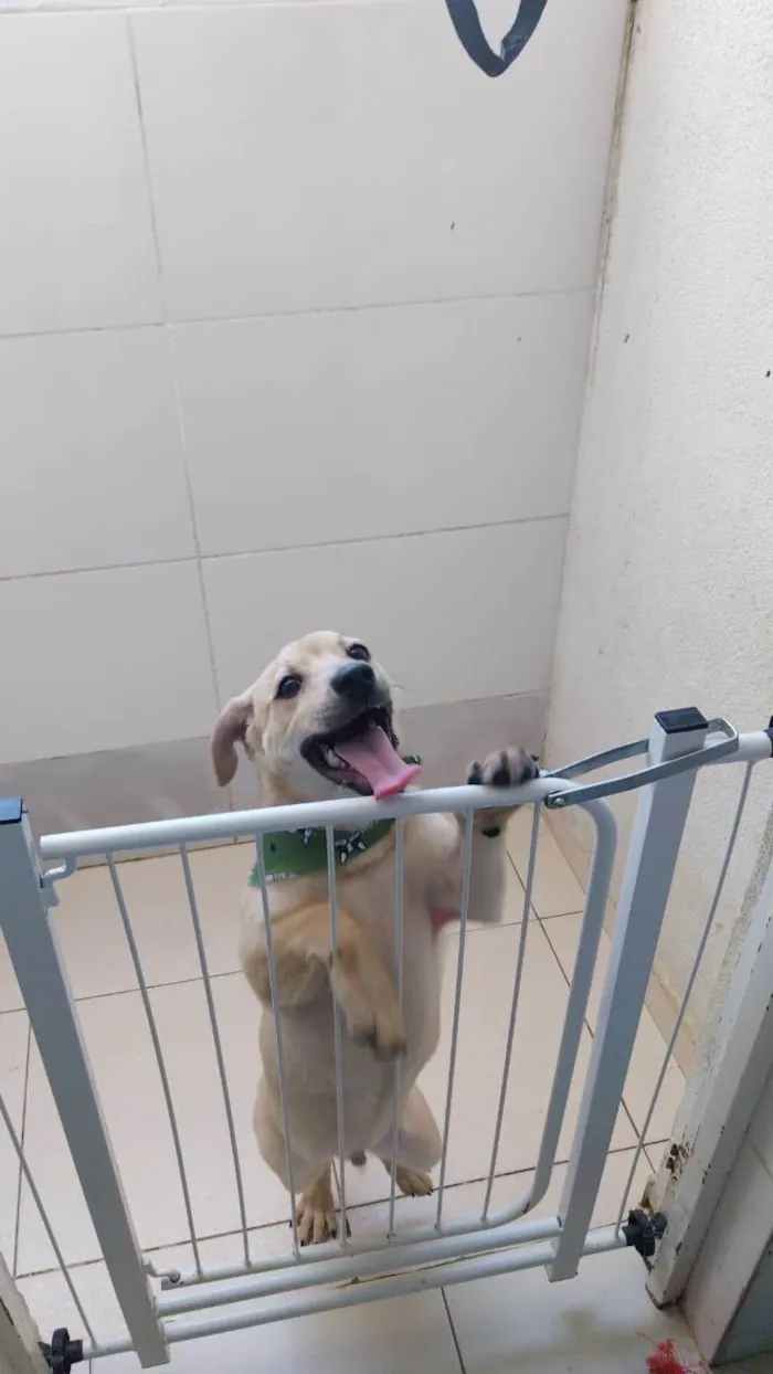 Cachorro ra a SRD-ViraLata idade 2 a 6 meses nome Scooby