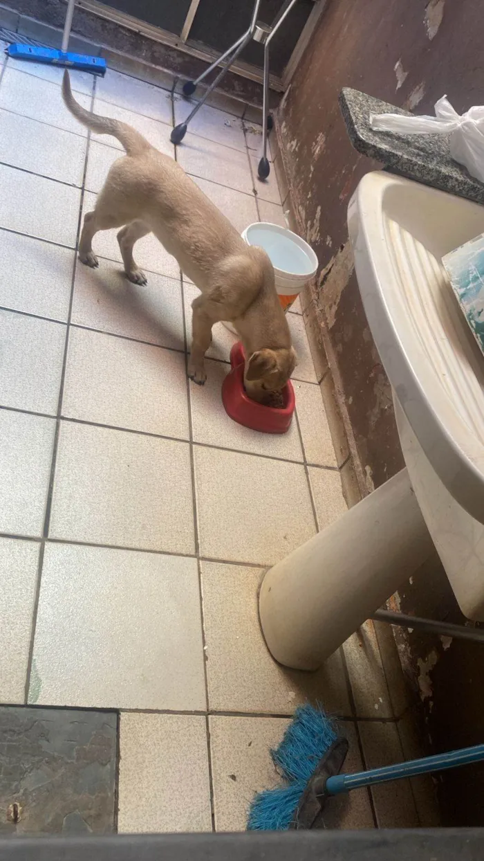 Cachorro ra a SRD-ViraLata idade 2 a 6 meses nome Scooby