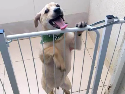 Cachorro raça SRD-ViraLata idade 2 a 6 meses nome Scooby
