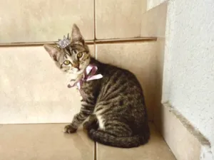 Gato raça SRD-ViraLata idade 2 a 6 meses nome Hana bb2meses Linda 