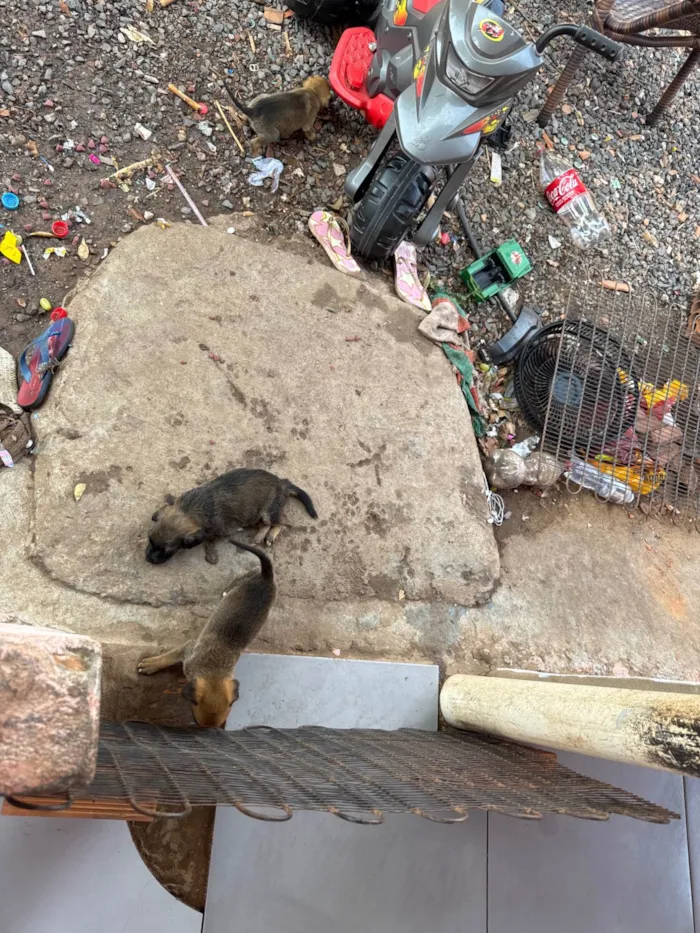 Cachorro ra a SRD-ViraLata idade Abaixo de 2 meses nome Sem nome ainda 