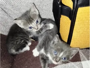 Gato raça SRD-ViraLata idade 2 a 6 meses nome Sem nome 