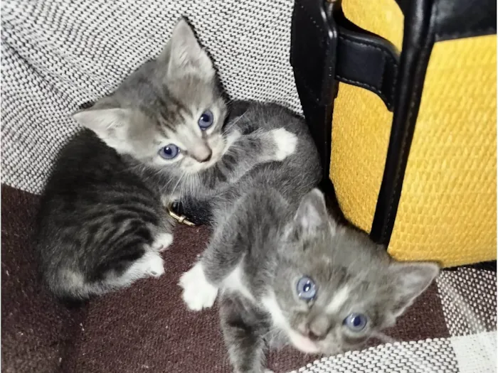 Gato ra a SRD-ViraLata idade 2 a 6 meses nome Sem nome 