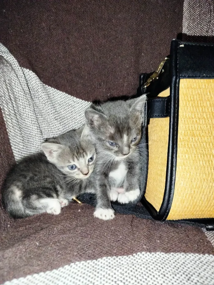 Gato ra a SRD-ViraLata idade 2 a 6 meses nome Sem nome 