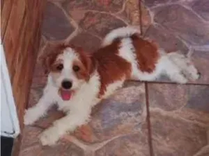 Cachorro raça SRD-ViraLata idade 2 a 6 meses nome Atende por Billy