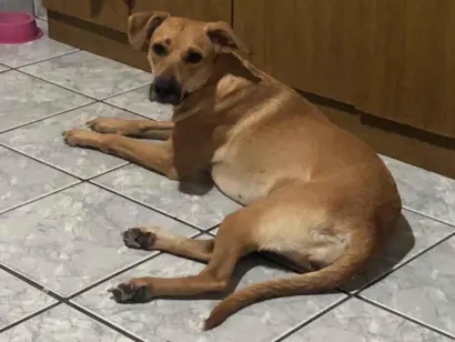Cachorro raça SRD-ViraLata idade 2 anos nome Flora