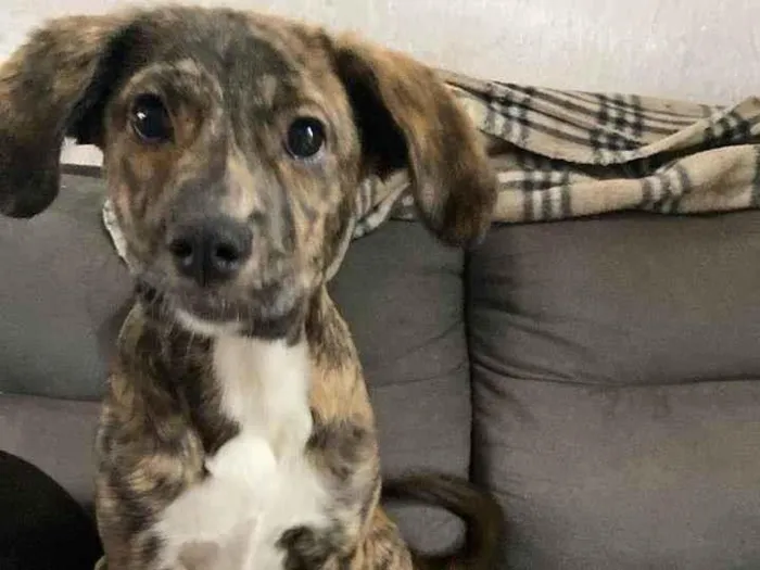 Cachorro ra a SRD-ViraLata idade 2 a 6 meses nome Ayla