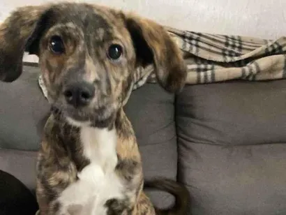 Cachorro raça SRD-ViraLata idade 2 a 6 meses nome Ayla