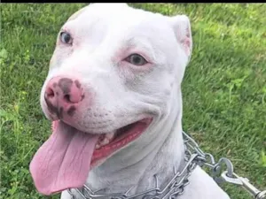 Cachorro raça Pit-Bull idade 2 anos nome Jade
