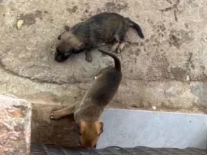 Cachorro raça SRD-ViraLata idade Abaixo de 2 meses nome Sem nome ainda 